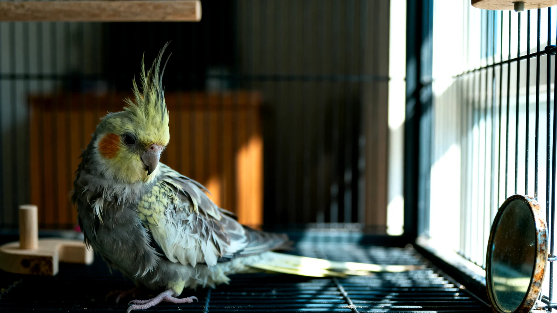 Nymphensittiche, die in der Wohnung gehalten werden, leiden häufig unter Langeweile und Bewegungsmangel, da ihnen ausreichende Flugmöglichkeiten und artgerechte Beschäftigungsangebote fehlen, was zu Verhaltensstörungen wie Federpicken, Dauerschreien oder Apathie führen kann"