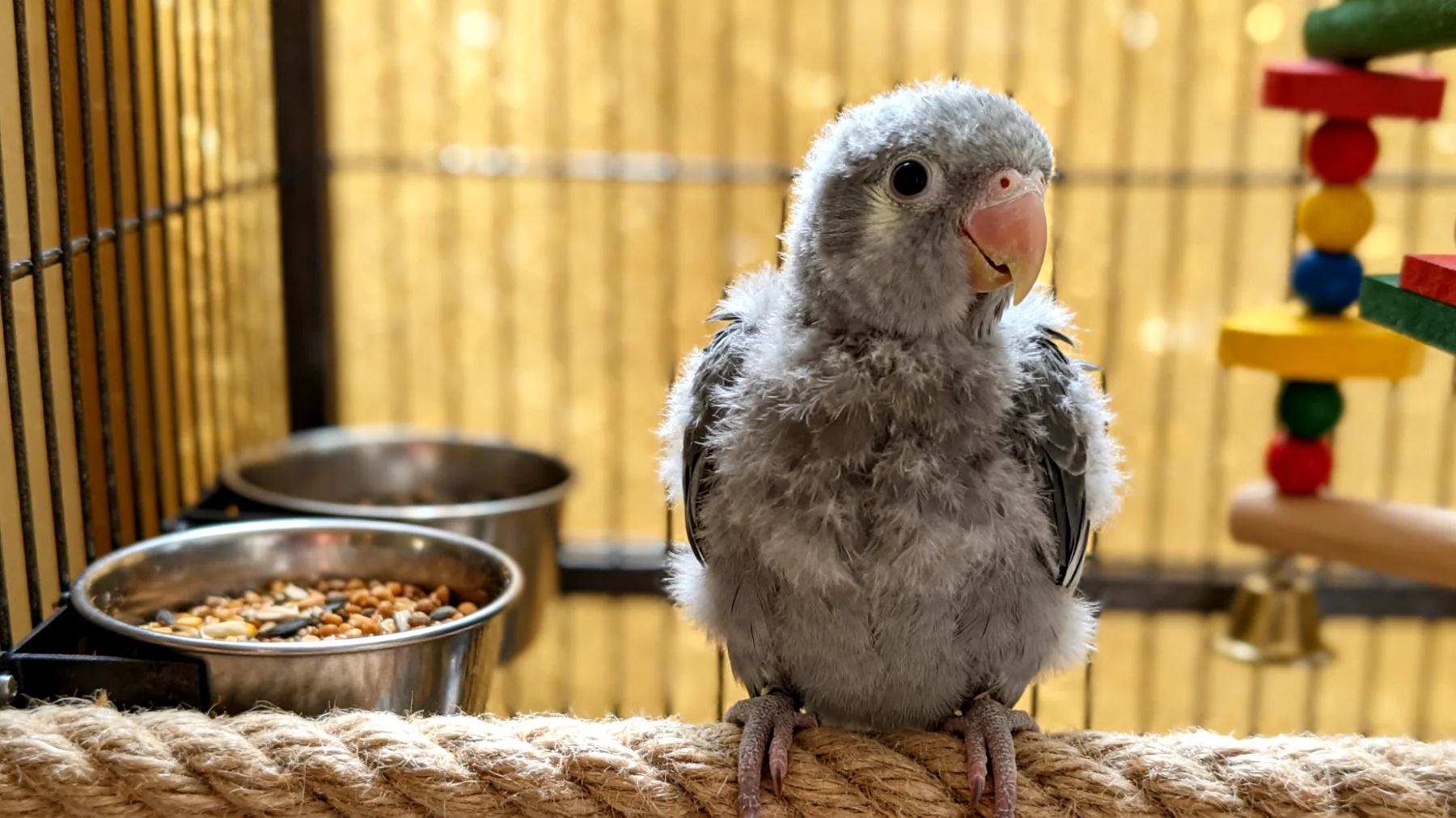 Junge Nymphensittiche benötigen spezielle Pflegeprodukte und altersgerechtes Zubehör für ihre sensible Entwicklungsphase, einschließlich weicher Sitzstangen, kleinerer Näpfe und sicherer Spielzeuge, die ihre Neugier fördern ohne Verletzungsrisiko"