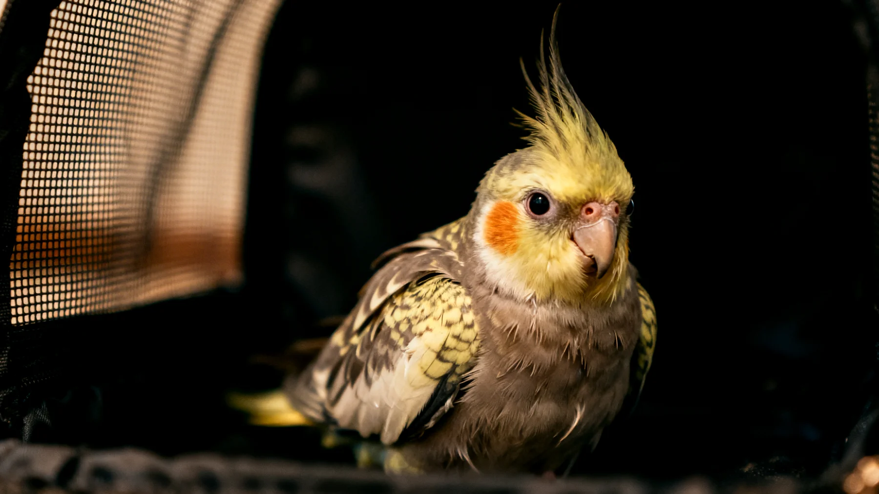 Nymphensittiche leiden während Reisen häufig unter erheblichem Stress durch ungewohnte Umgebungen, Transportboxen, Temperaturschwankungen und Lärm, was zu Federrupfen, Appetitlosigkeit und Angstzuständen führen kann"